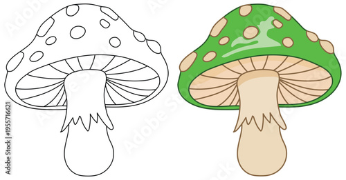 Mushroom illustration isolated with spotted cap in outline and colored vector style