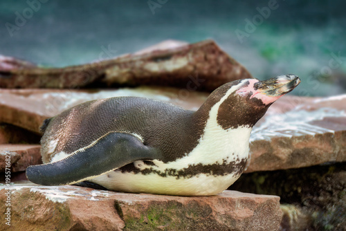 Ein Humboldt-Pinguin liegt schlafend auf einer Felsplatte und genießt die Sonne und die Wärme 