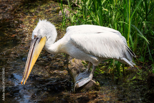 Ein  Brillenpelikan steht von der Sonne beschienen auf einem altem Baumstamm am Ufer eines Teiches und sucht nach Nahrung