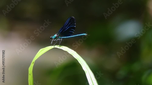 Dragonfly Elegance with Close-Up on Vibrant Wings