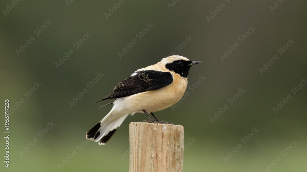 Obraz premium Migratory Eastern Black-eared Wheatear bird in Akrotiri, Cyprus.