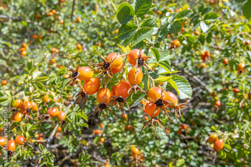 Bilde på lerret Maule Region, Chile - March 16, 2026: Ripe rosehips on their bush in a rural setting