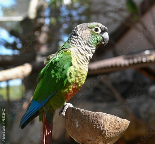Wallpaper Mural Green-cheeked conure parrot perching coconut shell feeder Torontodigital.ca
