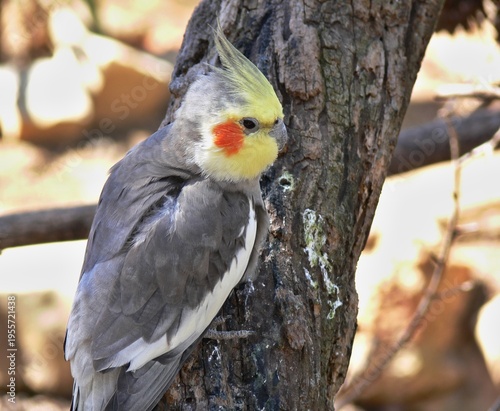 Wallpaper Mural Cockatiel bird resting on tree trunk outdoors Torontodigital.ca