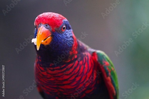 Wallpaper Mural Rainbow lorikeet bird eating a piece of food Torontodigital.ca