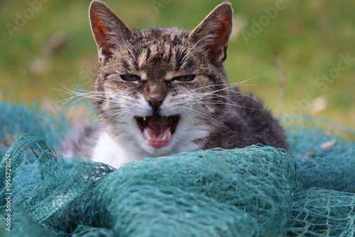 Photos a Cat obviously didn't get any of the Fish