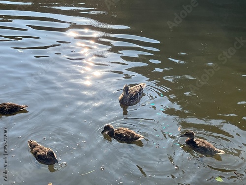 Fotografie duck and ducklings