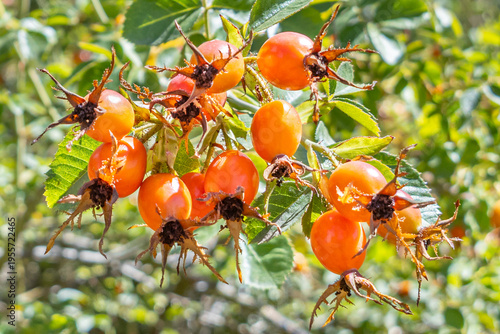 Принти на полотні Maule Region, Chile - March 16, 2026: Ripe rosehips on their bush in a rural setting