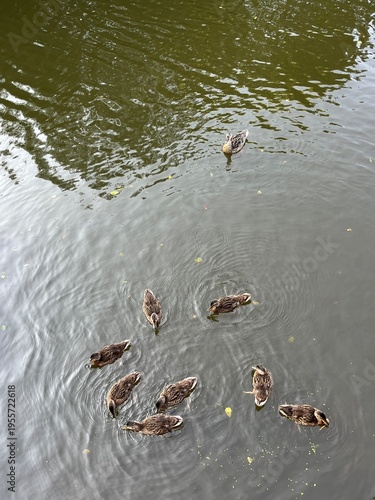 ducks on the water