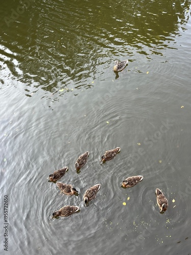 ducks on the water