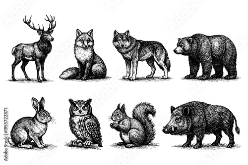 Collection of forest animals rendered in a detailed vintage engraving style on a white background