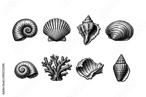 Collection of detailed vintage illustrations of various seashells and coral
