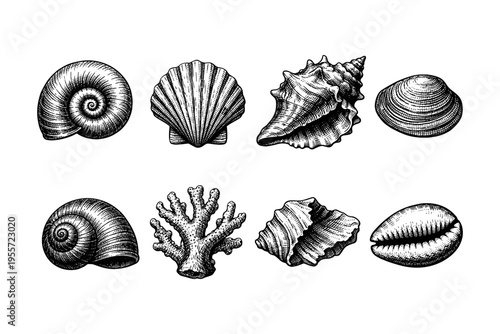 Collection of detailed black and white illustrations of various seashells and coral