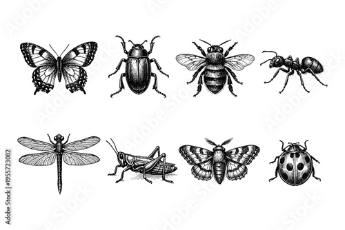 Vintage illustration of various insects including butterfly, beetle, bee, ant, dragonfly, grasshopper, moth, and ladybug