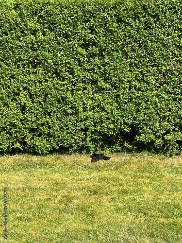 blackbird sunbathing in the grass
