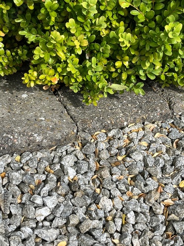 green leaves on the wall