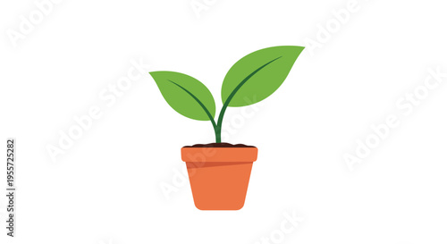 Healthy green plant with two leaves grows in an orange clay pot against a simple and very clean white background.
