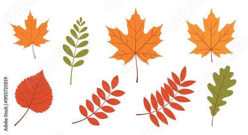 Collection of various autumn leaves in vibrant shades of orange red and green representing different tree species in fall.