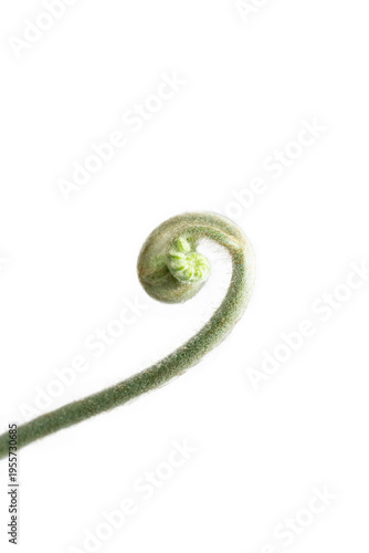 Top view of Golden Moss with Long Stem, focus selective