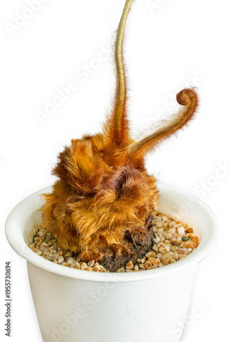 Top view of Golden Moss with Long Stem, focus selective