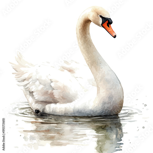 watercolor of Swan draw illustration, isolated on a white background.