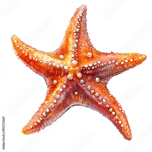 Starfish, charming watercolor clipart, isolated on a white background.