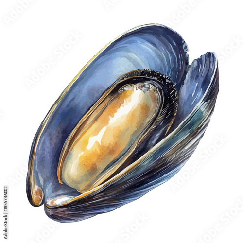 watercolor of Mussel vector painting, isolated on a white background.