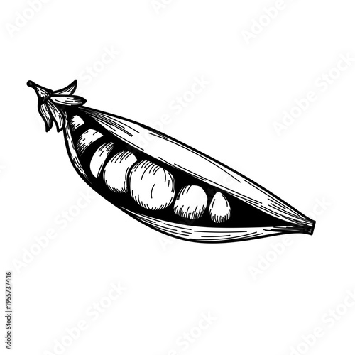 green peas Hand Drawn Sketch Illustration