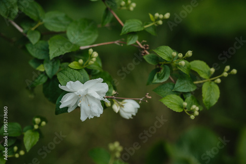 a flowering branch of jasmine