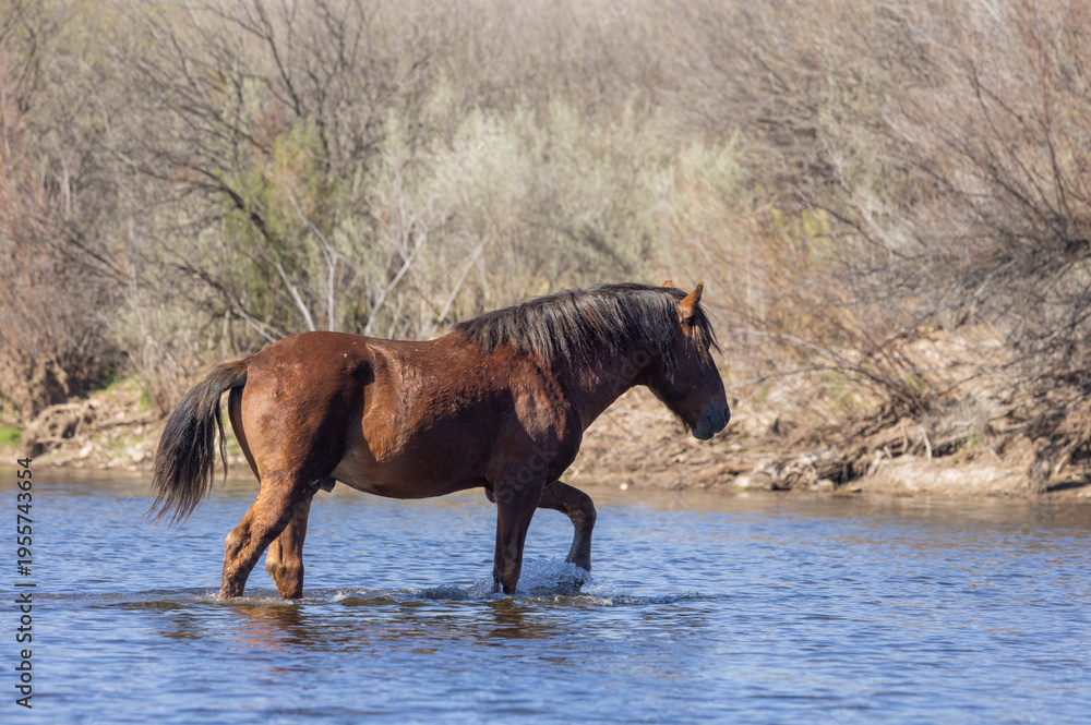 Fototapeta premium Wild Horse Crossing the Salt River in Winter in Arizona