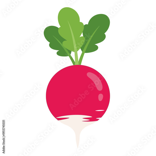 A vibrant pink radish with green leaves.