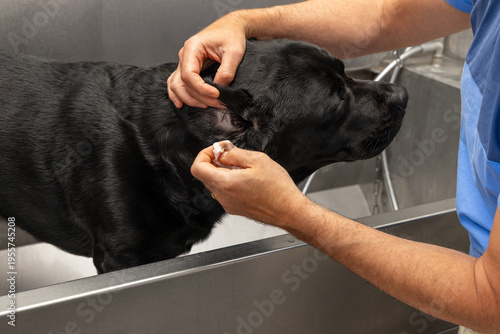 Ear cleaning for a black labrador in a self service dog wash tub, owner lifts the ear flap and wipes with a cotton pad in a stainless grooming bath showing careful canine hygiene calm handling