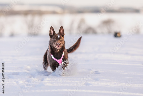 Canvastavla Kelpie Hunde haben Spass im Schnee