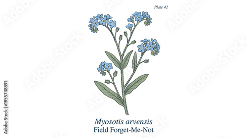 A solitary forget‑me‑not flower set against a white backdrop, rendered in a detailed hand‑drawn botanical illustration that captures the elegant vintage style of a wild perennial herbaceous plant