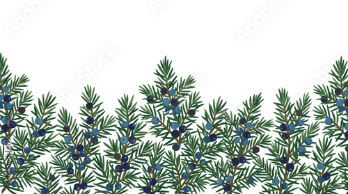 A horizontal backdrop featuring juniper-like needle leaves and berries along the lower edge against a white background, serving as a beautiful conifer border in an elegant realistic vector