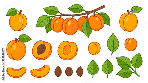 A collection of fresh apricots is displayed, showing ripe fruit on a branch with pits, flesh, cut halves, slices, and leaves, along with juicy berries containing seeds and leaves, all rendered as