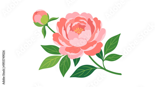 A peony flower, blooming with leaves, showcases a showy bud and a stunning rose bloom, serving as a decorative botanical element featuring delicate spring petals and foliage in a flat vector