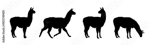 Set of llama silhouettes   - vector illustration