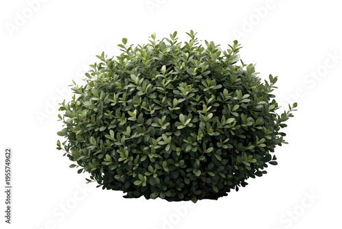 Lush green boxwood shrub bush isolated on transparent background, plant foliage for garden landscaping design