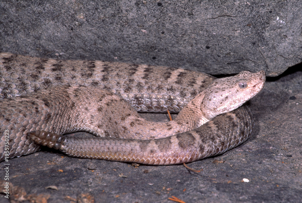 Obraz premium New Mexico Ridgenosed Rattlesnake, Crotalus willardi obscurus