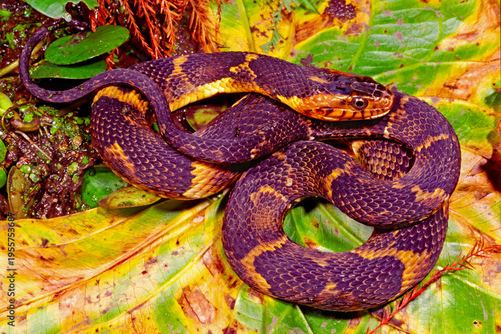 Fototapeta premium Broad-banded watersnake, Nerodia fasciata.