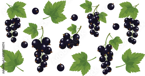 Black currant seamless pattern with berries and leaves natural botanical fruit background fresh organic vector illustration