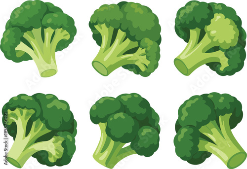 Broccoli vegetable collection with fresh green florets detailed healthy organic food ingredient vector illustration set isolated