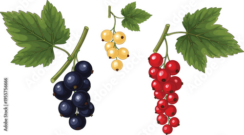 Currant berries branches with red black and white fruits detailed botanical fresh organic food vector illustration set