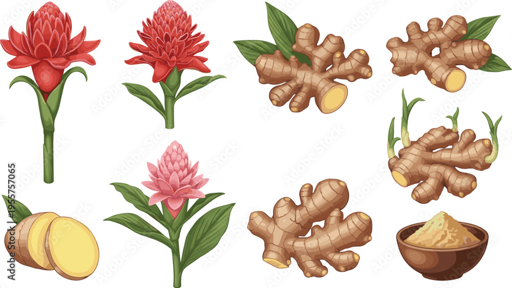 Naklejka premium Ginger Root and Tropical Flower Collection with Fresh Rhizome Pieces, Herbal Powder, and Botanical Medicinal Plant Illustrations