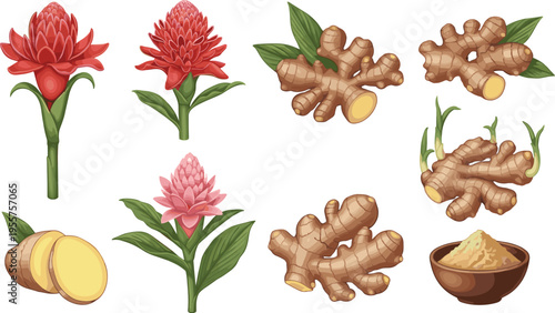 Ginger Root and Tropical Flower Collection with Fresh Rhizome Pieces, Herbal Powder, and Botanical Medicinal Plant Illustrations