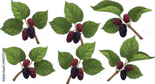 Mulberry branches set with ripe and unripe berries green leaves detailed botanical natural fruit vector illustration collection