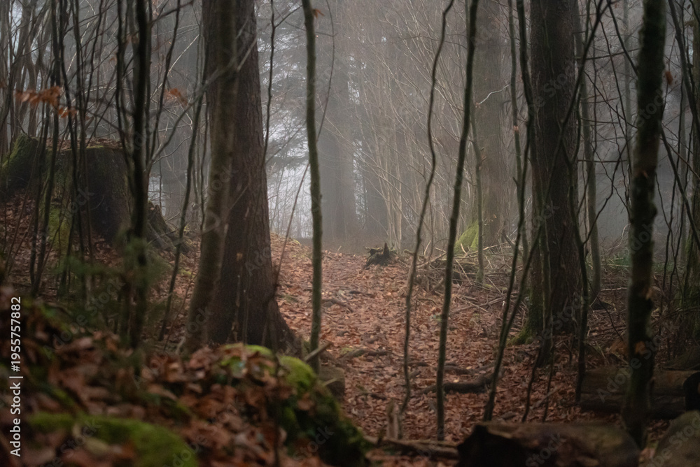Fototapeta premium Foggy Forest Path Covered with Fallen Leaves in Late Autumn