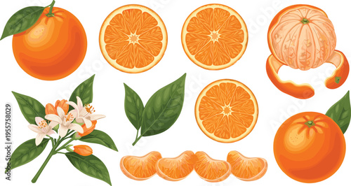 Orange fruit set with whole sliced segments peel and blossom detailed citrus fresh healthy vector illustration collection