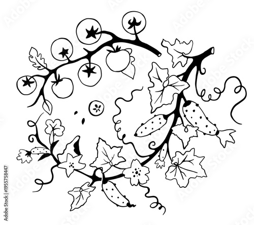Tomatoes Branch and Cucumber Bloom Vine with its Ripe Vegetables and Leaves, and in Circular Composition. Black and white. Colored page illustration. Isolated on white.